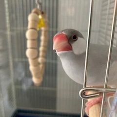 シルバー文鳥(生後6ヶ月)＋飼育セット