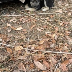 雑種犬　オス　4ヶ月