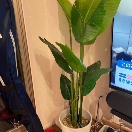 先住民 原稿 タクシー 観葉 植物 ライト ニトリ 病んでいる 談話 自転車 先住民 原稿 タクシー 観葉 植物 ライト ニトリ 病んでいる 談話 自転車