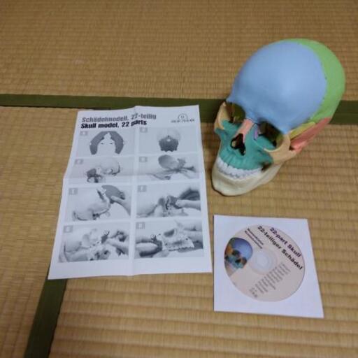 頭蓋骨模型 Erler Zimmer マグネット式