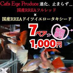 更新:一時受付中止💁‍♂️【Cat’s Eye Produce】...