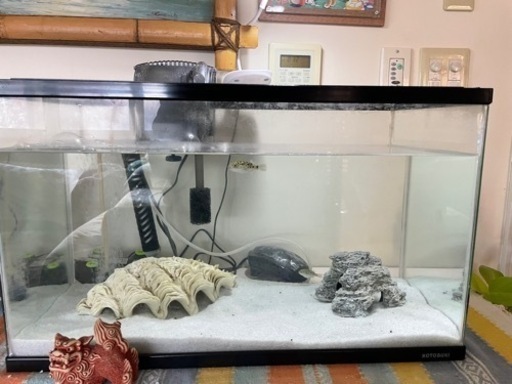 ミドリフグ飼育セット たく 相武台下のその他の中古あげます 譲ります ジモティーで不用品の処分