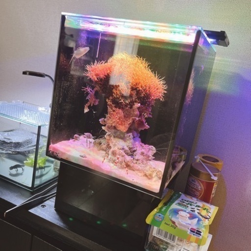 海水オーバーフロー水槽&水槽内の生体