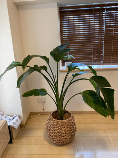 観葉植物