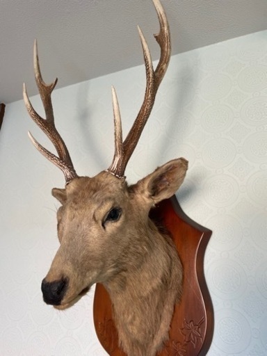 シカの頭部剥製 木製プレート付き シカの頭部剥製 木製プレート付き