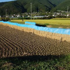 松本平産　「天日干し」コシヒカリ　精米20Kg