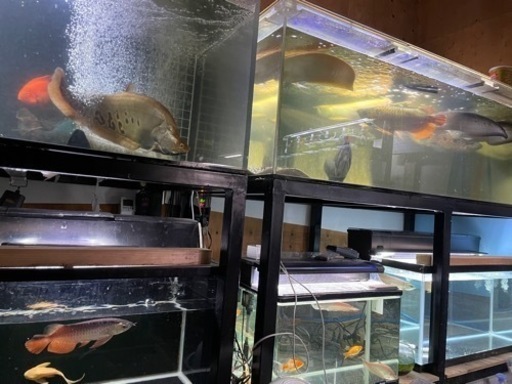 アルビノシルバーアロワナ　熱帯魚　他