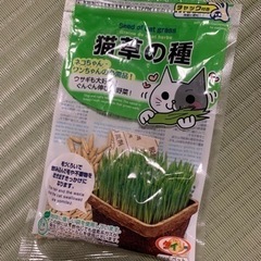 【訳アリ】猫草の種