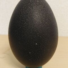 エミュー卵　卵殻