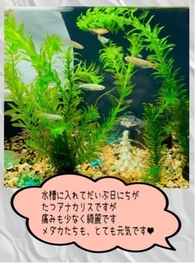 送料無料 無農薬 水草アナカリス本 みどり屋 伊万里のその他の中古あげます 譲ります ジモティーで不用品の処分