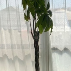 【ネット決済】パキラ観葉植物230cm程度