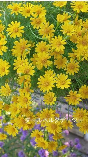 家で育てたダールベルグデージー多年草種100粒 Flower 茨木のその他の中古あげます 譲ります ジモティーで不用品の処分