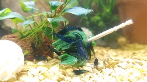 10匹 ダークブルーシュリンプ 追加1匹 0円 二児のパパ 滝川のその他の中古あげます 譲ります ジモティーで不用品の処分