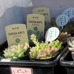 多肉植物無人販売していますの画像