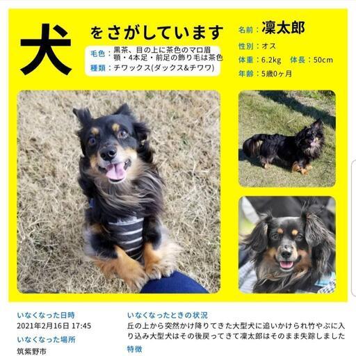 迷子犬 大切な家族を捜しています 凜ママ 天拝山の手伝って 助けての助け合い ジモティー