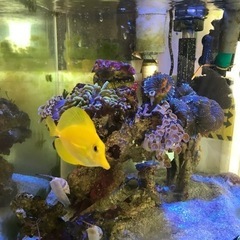 キイロハギ売ります