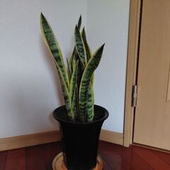 (決まりました)#観葉植物 サンスベリア