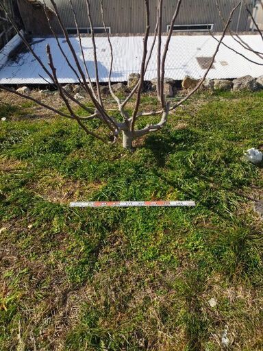 いちじく　蓬莱柿の木