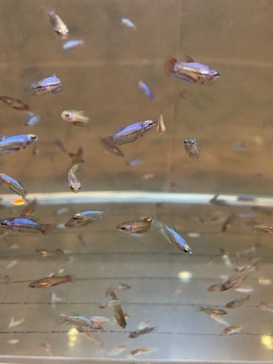 ベタ稚魚 5匹500円 游ゆう 中頭のその他の中古あげます 譲ります ジモティーで不用品の処分 ベタ稚魚 5匹500円 游ゆう 中頭のその他の中古あげます 譲ります ジモティーで不用品の処分