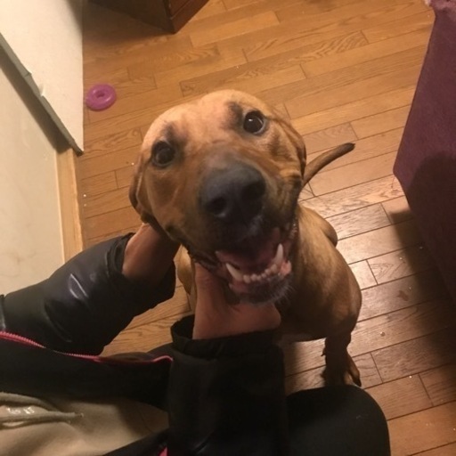 花ちゃん 土佐犬血統書なし アルさん 香芝のその他の里親募集 ジモティー