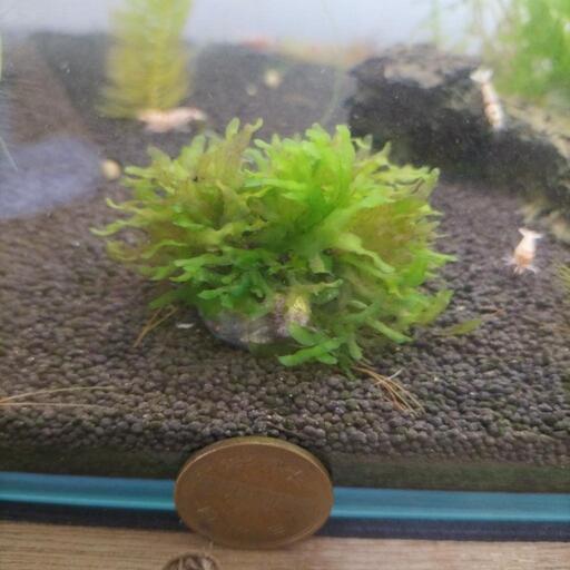 モスファン小 カキガラ活着 Kuroshima 首里のその他の中古あげます 譲ります ジモティーで不用品の処分
