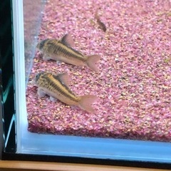 群馬県 高崎市の中古熱帯魚が無料 格安で買える ジモティー