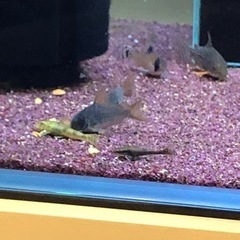 群馬県 高崎市の中古熱帯魚が無料 格安で買える ジモティー