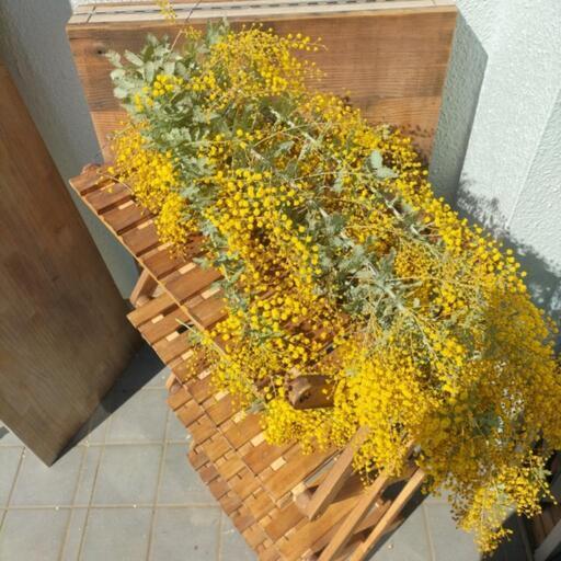 ミモザ アカシア 切り花 まとめ売り Hashtag Ba