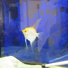 ゴールデンエンジェルフィッシュ　雌成魚　☆値下げ