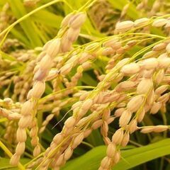 ①R5年産　新米　玄米　30㌔　自宅で籾摺り