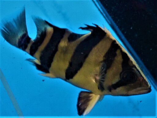 ユニコーン・ダト二オ 23cm± - その他 