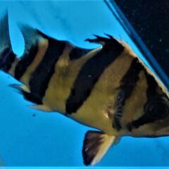 ユニコーン・ダト二オ　２３ｃｍ±