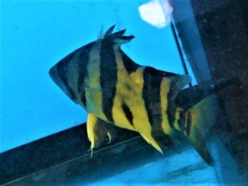 ユニコーン・ダト二オ 23cm± - その他 