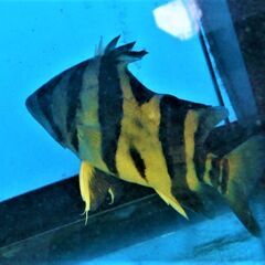 ユニコーン・ダト二オ　２３ｃｍ±