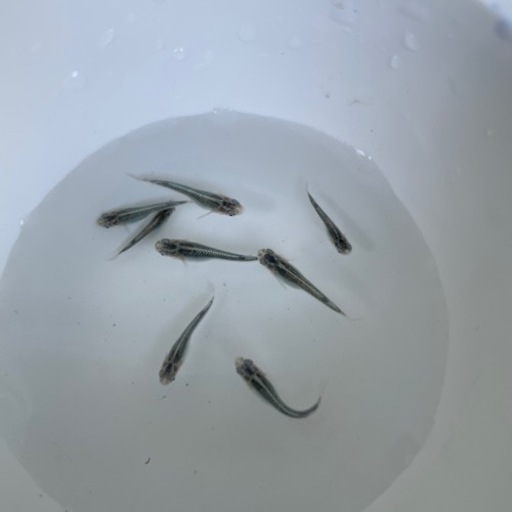 輝黒龍メダカ稚魚から幼魚無選別5匹 A Ka2madaka てだこ浦西のその他の中古あげます 譲ります ジモティーで不用品の処分 輝黒龍メダカ稚魚から幼魚無選別5匹 A Ka2madaka てだこ浦西のその他の中古あげます 譲ります ジモティーで不用品の処分