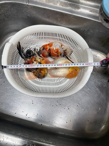 金魚