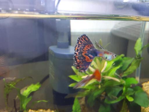 グッピー稚魚１ペア ブルーモザイク 巻きたてウィローモス エビ蔵 喜多見のその他の中古あげます 譲ります ジモティーで不用品の処分