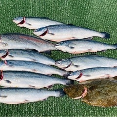 🔰🐟海上釣堀メンバー募集🐟釣り　海上釣り堀