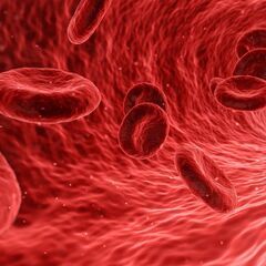血圧と細胞の話＜細胞科学体験講座＞の画像