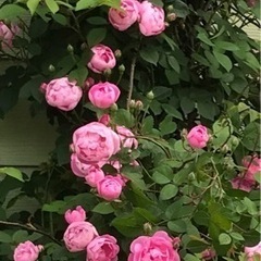 ローブリッター(ピンクのつるバラ)