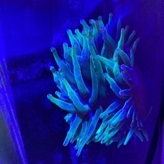 REEFERの中古が安い!激安で譲ります・無料であげます|ジモティー