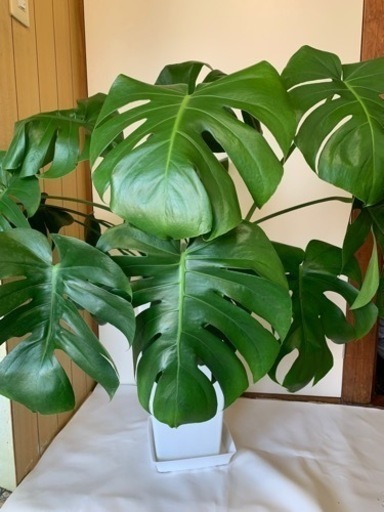 モンステラ観葉植物大きめ けんけん 桜台の家具の中古あげます 譲ります ジモティーで不用品の処分