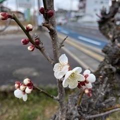 3/7おさんぽ撮影仲間募集！