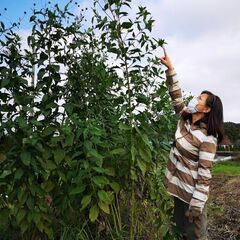 社宅あり・週休2日制】本気で無農薬野菜作り！手に職つける、未来へ...