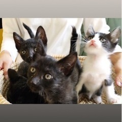 子猫4兄弟 🐈‍⬛3匹の黒猫 ハチワレは決まりました！