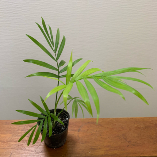 テーブルヤシ 観葉植物 植物苗  大人気