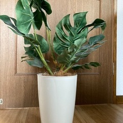 【ネット決済】IKEA 観葉植物