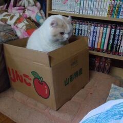 きなこ