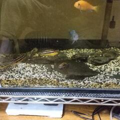 中古アフリカンシクリッドが無料 格安で買える ジモティー