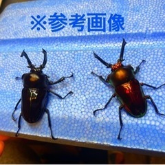 【２色四頭】ニジイロクワガタ　幼虫